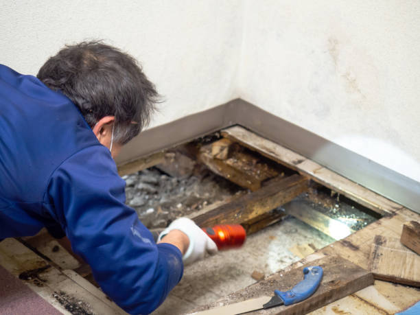 Best Attic Mold Removal  in Independence, OR