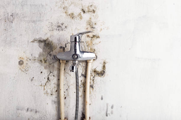 Best Office Mold Removal Services  in Independence, OR