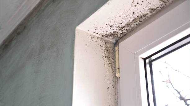 Best Mold Damage Repair  in Independence, OR