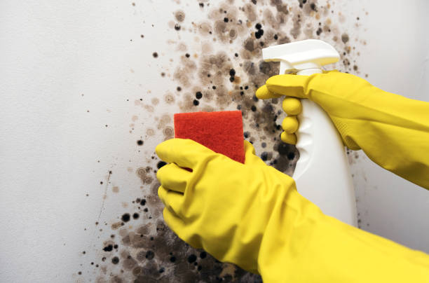 Best Emergency Mold Removal  in Independence, OR
