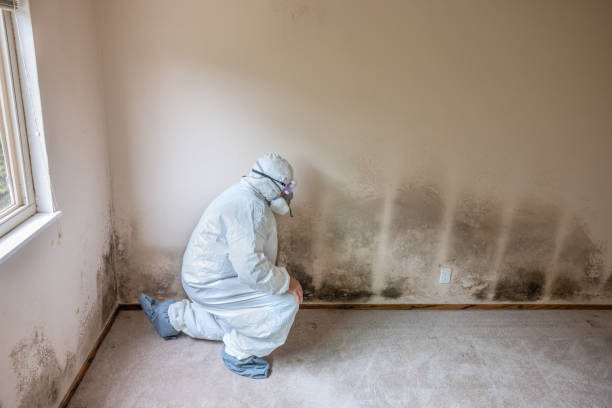 Trusted Independence, OR Mold Removal Experts
