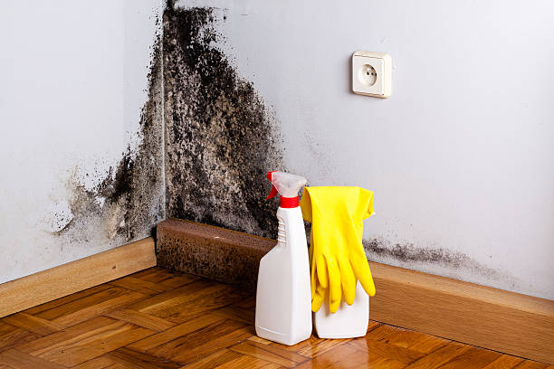 Best Professional Mold Removal  in Independence, OR